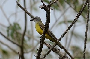 Kingbird, Tropical, 2012-12311763 Sabal Palm Sanctuary, TX